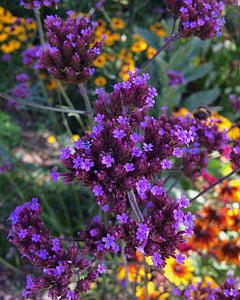 garden, purple flowers, yellow flowers, lilac, orange, summer, purple