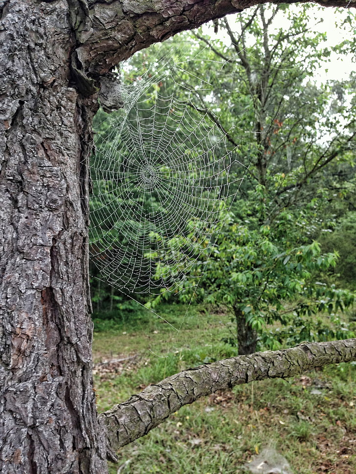 tree, spider web, leaves, branches, nature, trees, green