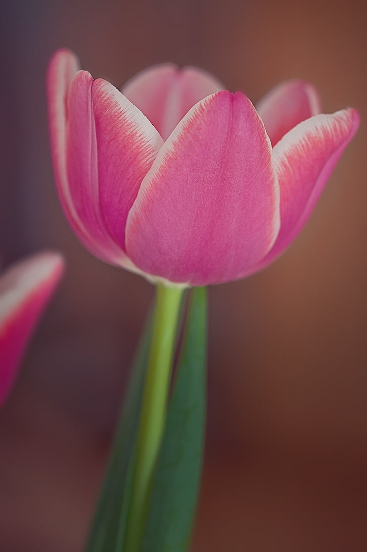Tulipa, flor, planta, Rosa i blanc, bonica, tendre, dolç