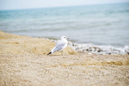 bianco, nero, uccello, in piedi, Riva, giorno, spiaggia