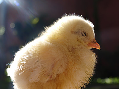 chick, livestock, young, poultry, chicken, bird, farm