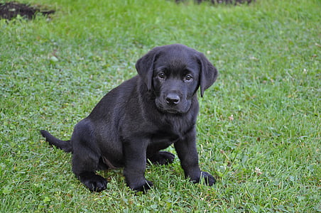 Labrador, teef, puppy, hond, huisdieren, dier, schattig