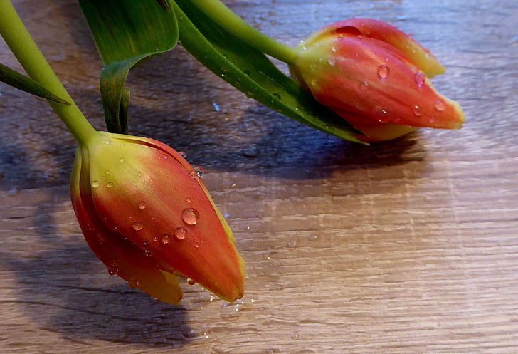 spring, tulips, salmon, yellow, drop of water, moist, public record