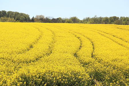 field of rapeseeds, in bloom, yellow, spring, bright, nature, plant