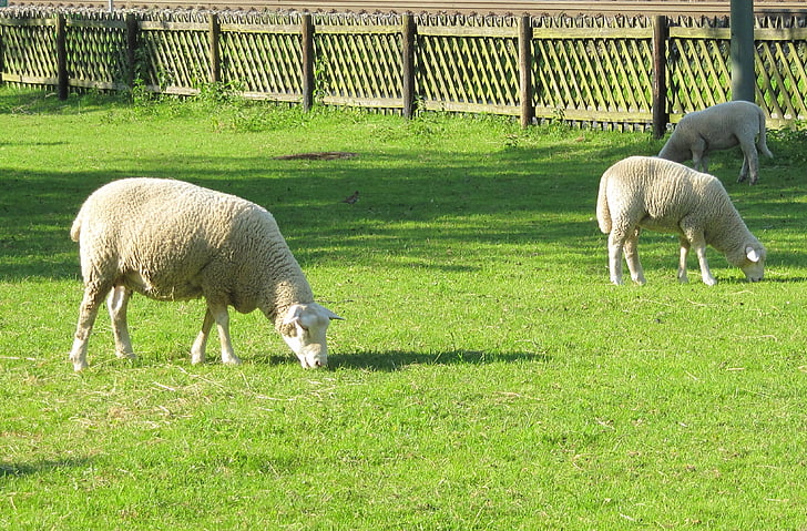 vogtsbauernhof, muzeum v přírodě, Černý les, ovce, weidend, farma, zemědělství