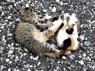 pisica, Calmeaza-te, se referă la, pisici domestice, restul dupa-amiaza, animale de companie, animale
