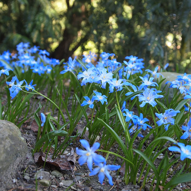 flores de color azul, primavera, jardín, naturaleza, Países Bajos, bulbos de