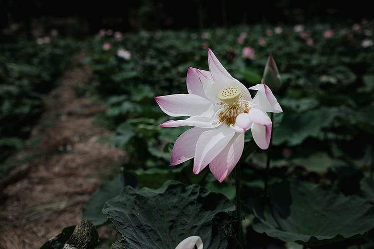 bloom, blossom, flora, flower, nature, petals, plant