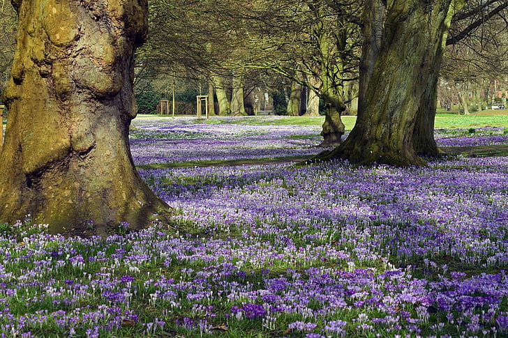 crocus, carpet of flowers, purple, flower, tree trunk, outdoors, nature