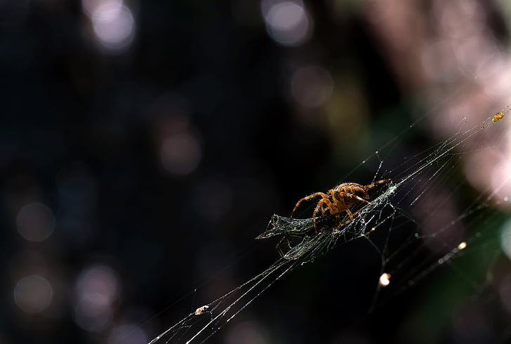 garden spider, araneus diadematus, light reflections, cobwebs, dragonfly, prey, insect