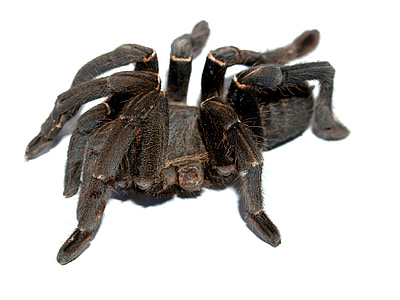 людина-павук, тарантула, членистоногих, Фотографія, волохаті, Мексиканські redknee тарантула, коричневий