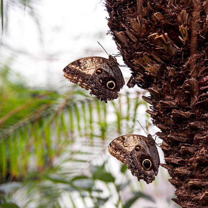 butterfly, couple, insect, animal, fauna, macro, palm tree