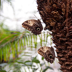 butterfly, couple, insect, animal, fauna, macro, palm tree
