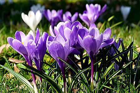 flor, Crocus, violeta, primavera