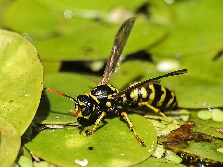 wasp, insect, nature, animal