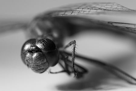 Dragonfly, insektov, blizu, let insektov, makro, živali, bitje