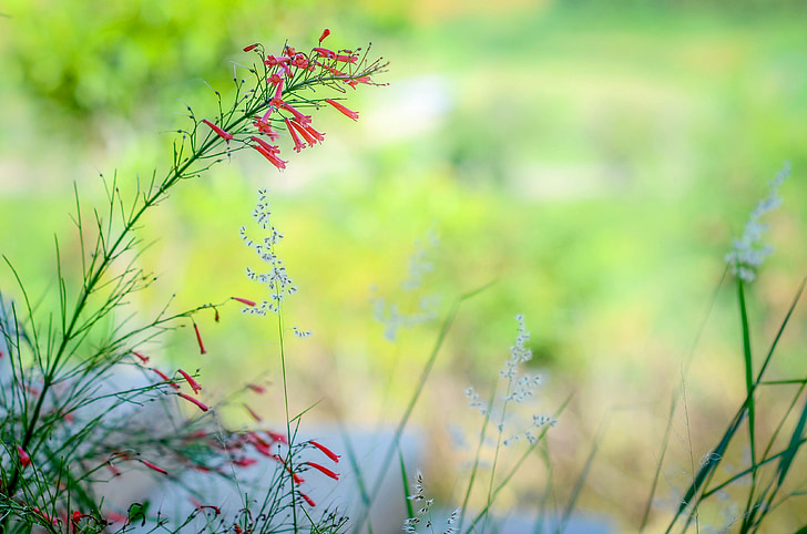 flower, green, floral, plant, summer, bloom, leaf