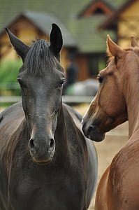 ngựa, động vật, động vật có vú, con ngựa, con ngựa, pony, người đứng đầu của một con ngựa