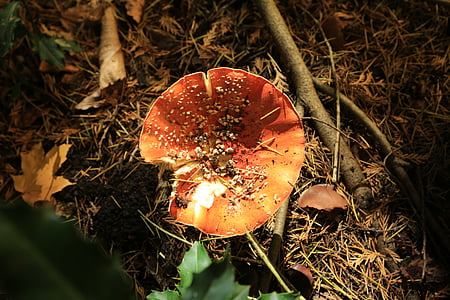 mushrooms, forest, nature, autumn, wild, brown, outdoor