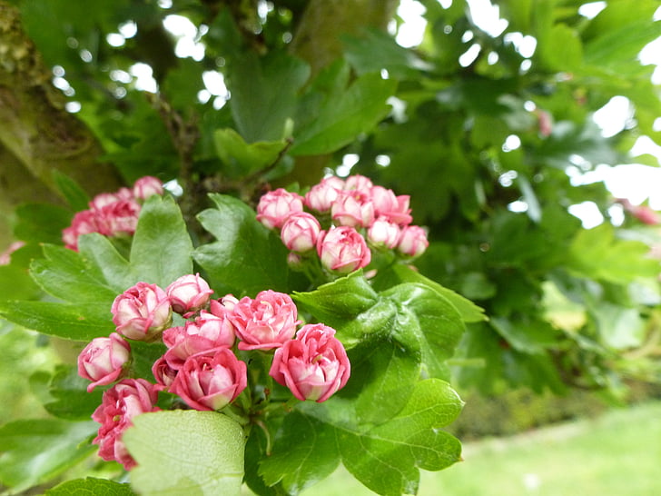 blossom, bloom, nature, garden, plant, pink, tree