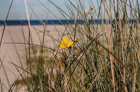 Playa, Langeoog, Mar del norte, Frisia del este, Isla, mar, cielo