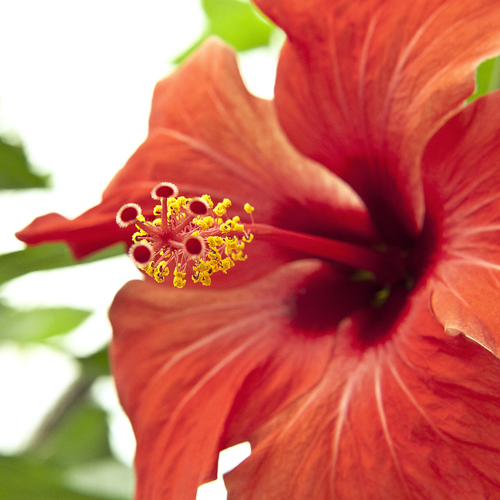 macro, detail, close, flower, red, hibiscus, pollen