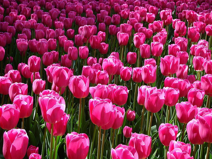 tulips, field, pink, flowers, blossoms, blooming, blooms