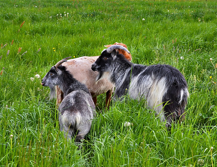 goats, pasture, grey white