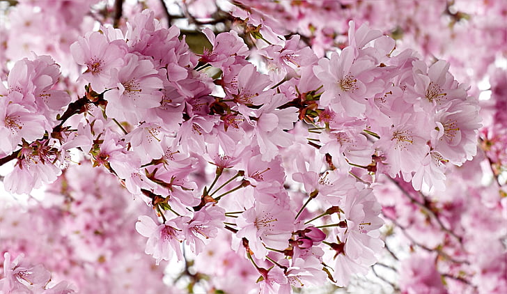 Japonska češnja, roza, drevo, Prunus serrulata, pomlad, roza barve, narave
