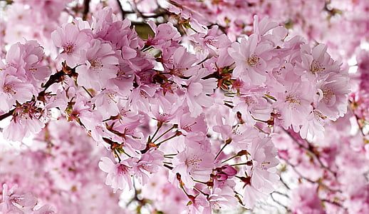 Japonská třešeň, růžová, strom, Prunus serrulata, jaro, růžová barva, Příroda