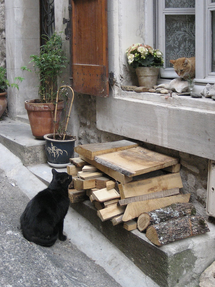 pisici, invitatie, GOULT, Vaucluse, vechi, Provence-Alpi-Coasta de Azur, Provence