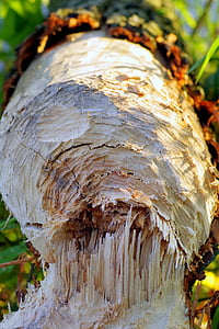 beavers, cut down a tree, żeremia, pogryzione, the bite, nature