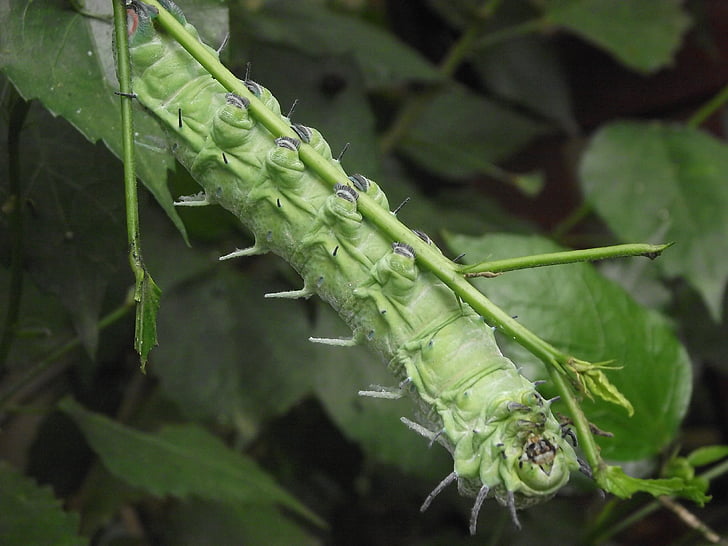 grab, hold, plant, caterpillar, hanging, natural, antenna