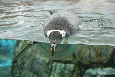 Penguin, svømme, dyrehage, akvarium, vann