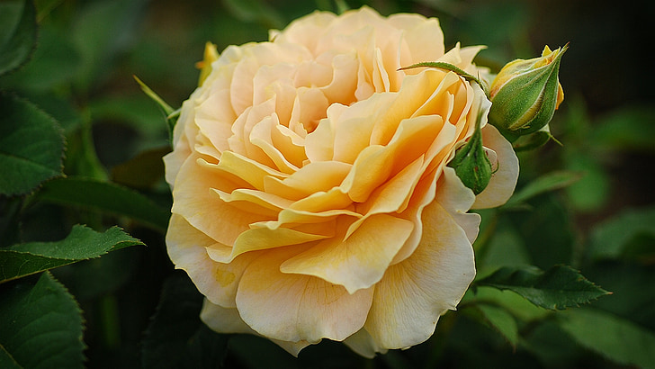ruža, Zlatni, žuta, pastelni, vrt, cvijet, romantična