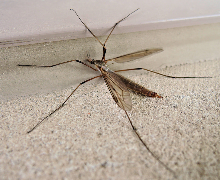 mosca de la grua, cames llargues pare, insecte, tardor, Canadà, natura, animal