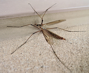Комары-долгоножки, папа длинные ноги, насекомое, Осень, Канада, Природа, животное