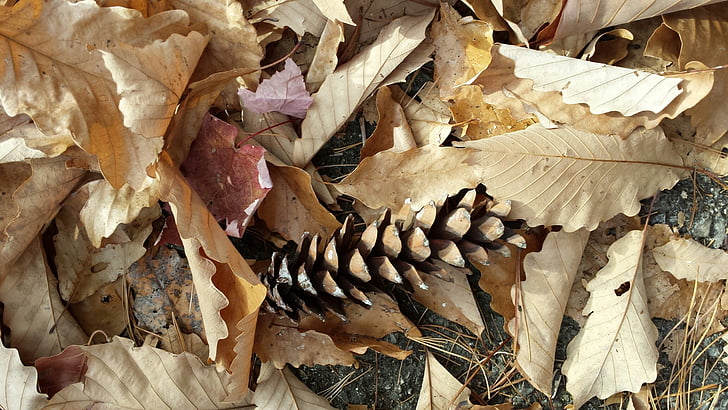 caduta, Pigna, foglie, ottobre, autunno di natura, rustico, boschi