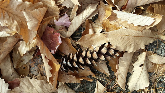 fall, pinecone, leaves, october, nature autumn, rustic, woods