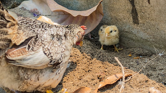 pollo, galline, pulcini, uccello, animale, azienda agricola, Chicken - uccelli