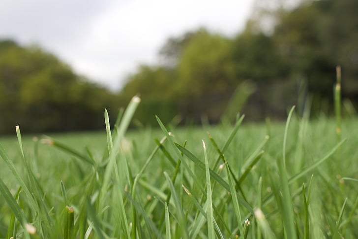 close-up, environment, field, garden, grass, green, lawn