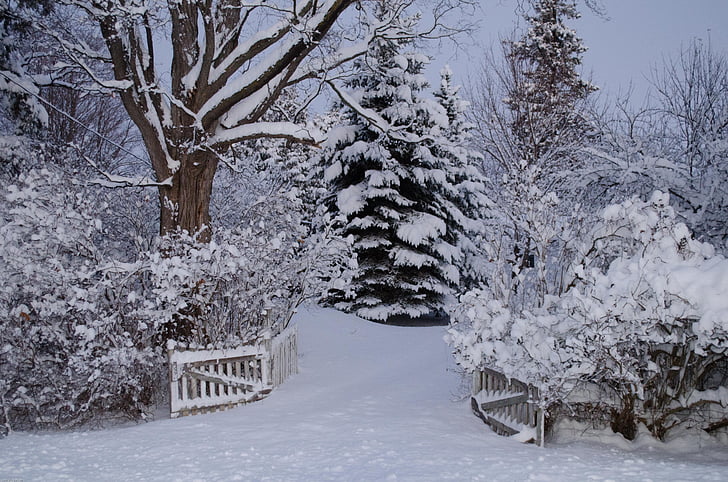 vinterlandskap, snö, Egbert, vinter, träd, naturen, kalla - temperatur