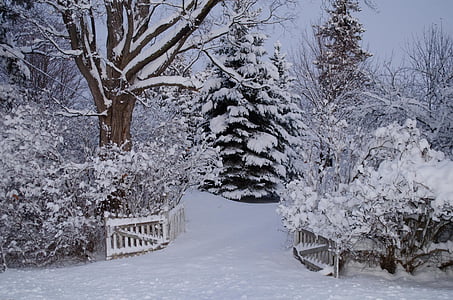 téli csodaország, hó, Egbert, téli, fa, természet, hideg - hőmérséklet