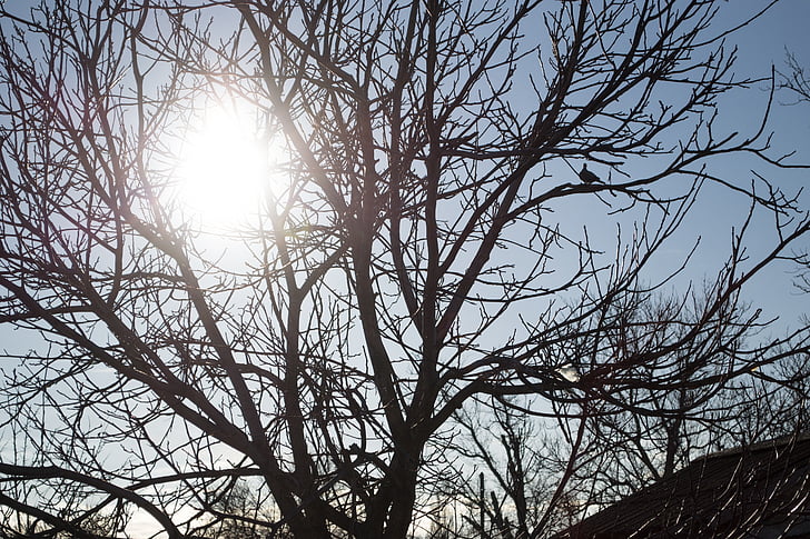 solen, Vinter, treet, trær, snø, landskapet, Foto