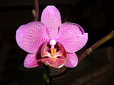 orquídea, Phalaenopsis, flor, roxo, pontos, vibrante