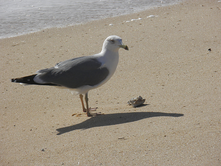 gull, beach, sand, seagull, sunny, standing, sunlight