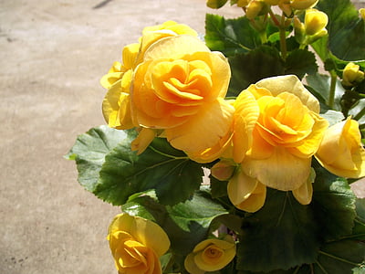 Begonia, žlutý květ, květ, závod