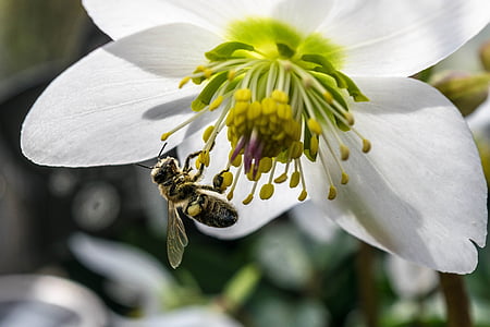 abelha, trabalhando duro, Narciso, flor, Querida, polinização, pólen