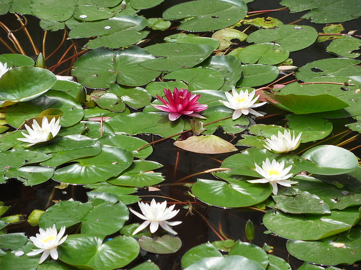 květ, vodní rostlina, stulík, Zakázané město, Peking, Vodní lilie, Příroda