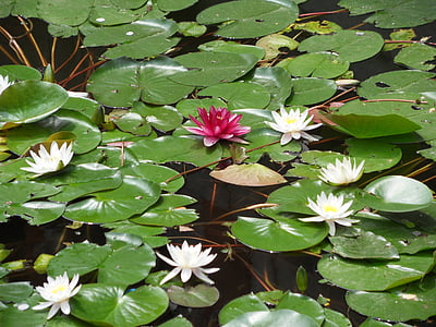 bloem, waterplant, Nuphar, verboden stad, Peking, water lily, natuur